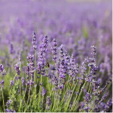 Common English Lavender Flower Garden Seeds - .25 Oz - Perennial Herb Gardening Seeds - Lavandula angustifolia   566878701